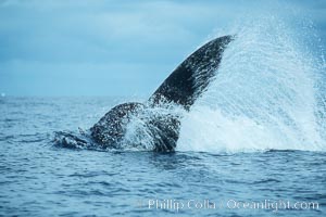 Humpback whale performing a peduncle throw at the surface, swinging its fluke (tail) sideways and flinging water all over, Megaptera novaeangliae, Maui