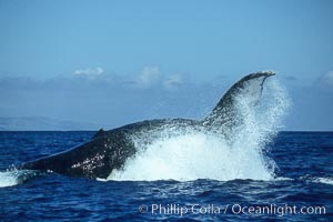 Humpback whale performing a peduncle throw at the surface, swinging its fluke (tail) sideways and flinging water all over, Megaptera novaeangliae, Maui