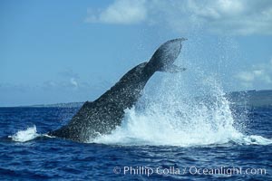 Humpback whale performing a peduncle throw at the surface, swinging its fluke (tail) sideways and flinging water all over. Maui, Hawaii, USA, Megaptera novaeangliae, natural history stock photograph, photo id 00184