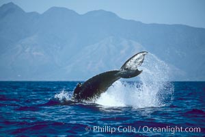 Humpback whale performing a peduncle throw at the surface, swinging its fluke (tail) sideways and flinging water all over, Megaptera novaeangliae, Maui