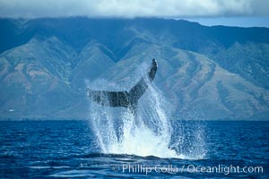 Humpback whale performing a peduncle throw at the surface, swinging its fluke (tail) sideways and flinging water all over, Megaptera novaeangliae, Maui, San Diego, Hawaii