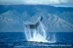 Humpback whale performing a peduncle throw at the surface, swinging its fluke (tail) sideways and flinging water all over.