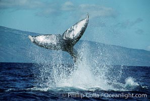 North Pacific humpback whale, peduncle throw, Megaptera novaeangliae, Maui