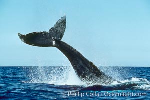 Humpback whale performing a peduncle throw at the surface, swinging its fluke (tail) sideways and flinging water all over.