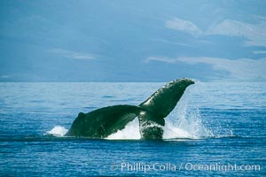 Humpback whale performing a peduncle throw at the surface, swinging its fluke (tail) sideways and flinging water all over, Megaptera novaeangliae, Maui