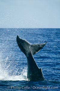 Humpback whale performing a peduncle throw at the surface, swinging its fluke (tail) sideways and flinging water all over, Megaptera novaeangliae, Maui