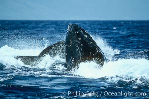 Humpback whale, challenger (rostrum) blocked by escort (peduncle), Megaptera novaeangliae, Maui