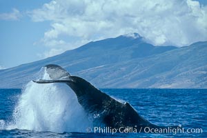 North Pacific humpback whale, peduncle throw, Megaptera novaeangliae, Maui