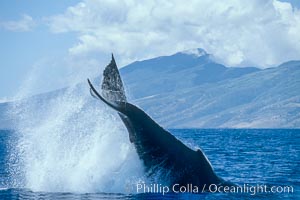 Humpback whale performing a peduncle throw, Megaptera novaeangliae, Molokai