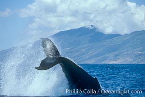 Humpback whale performing a peduncle throw, Megaptera novaeangliae, Molokai