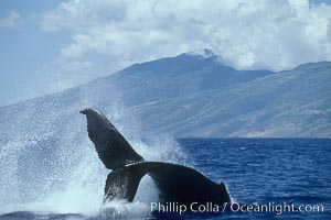 Humpback whale performing a peduncle throw, Megaptera novaeangliae, Molokai