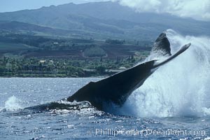 Humpback whale performing a peduncle throw, Megaptera novaeangliae, Maui