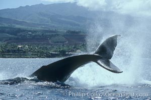Humpback whale performing a peduncle throw, Megaptera novaeangliae, Maui
