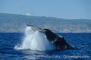 Humpback whale performing a peduncle throw, Megaptera novaeangliae, Molokai