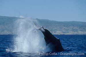 Humpback whale performing a peduncle throw, Megaptera novaeangliae, Molokai