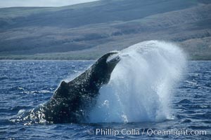 Humpback whale performing a peduncle throw, Megaptera novaeangliae, Maui