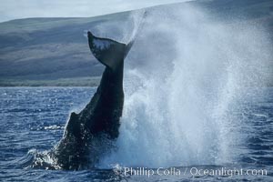 Humpback whale performing a peduncle throw, Megaptera novaeangliae, Lanai