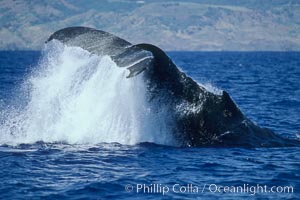 Humpback whale performing a peduncle throw, Megaptera novaeangliae, Molokai