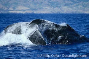 Humpback whale performing a peduncle throw, Megaptera novaeangliae, Molokai