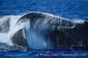 Humpback whale performing a peduncle throw, Megaptera novaeangliae, Molokai