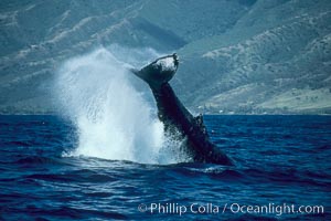 Humpback whale performing a peduncle throw, Megaptera novaeangliae, Molokai