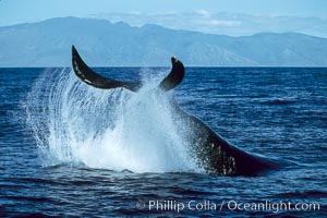 Humpback whale performing a peduncle throw, Megaptera novaeangliae, Molokai