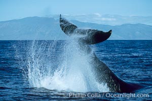 Humpback whale performing a peduncle throw, Megaptera novaeangliae, Molokai