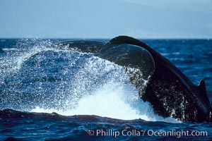 Humpback whale performing a peduncle throw, Megaptera novaeangliae, Maui