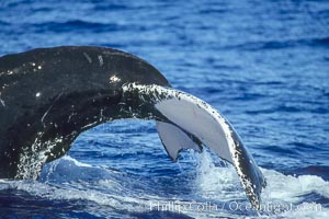 North Pacific humpback whale, fluke/peduncle prior to dive, Megaptera novaeangliae, Maui