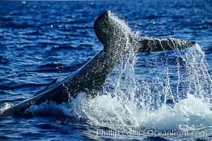 North Pacific humpback whale, peduncle throw, Megaptera novaeangliae, Maui