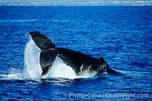 North Pacific humpback whale performing a peduncle throw, Megaptera novaeangliae, Maui