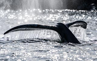 Humpback Whale Raising Fluke Before Diving in Southeast Alaska, Megaptera novaeangliae, Sitka Sound