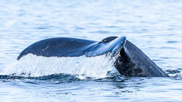 Humpback Whale Raising Fluke Before Diving in Southeast Alaska, Megaptera novaeangliae, Sitka Sound