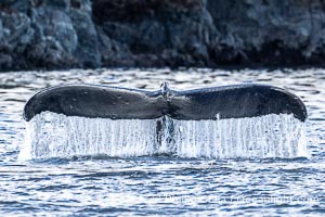 Humpback Whale Raising Fluke Before Diving in Southeast Alaska, Megaptera novaeangliae, Sitka Sound