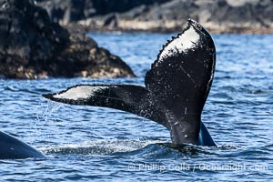 Humpback Whale Raising Fluke Before Diving in Southeast Alaska, Megaptera novaeangliae, Sitka Sound