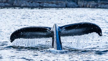 Humpback Whale Raising Fluke Before Diving in Southeast Alaska, Megaptera novaeangliae, Sitka Sound