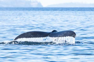 Humpback Whale Raising Fluke Before Diving in Southeast Alaska, Megaptera novaeangliae, Sitka Sound