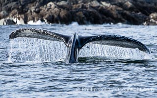 Humpback Whale Raising Fluke Before Diving in Southeast Alaska, Megaptera novaeangliae, Sitka Sound
