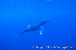 Humpback Whale at Rose Atoll National Wildlife Refuge, American Samoa