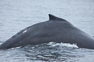 Humpback whale rounding out, arching its back before diving underwater, Megaptera novaeangliae, Santa Rosa Island, California