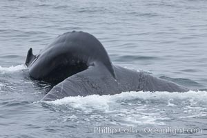 Humpback whale rounding out, arching its back before diving underwater, Megaptera novaeangliae, Santa Rosa Island, California