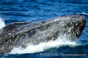 North Pacific humpback whale, adult male with bloody head nodules wounded from colliding with other escorts during competitive interactions.
