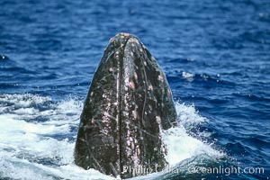 Humpback whale rostrum detail showing bloody tubercles injured in competitive group socializing, Megaptera novaeangliae, Maui