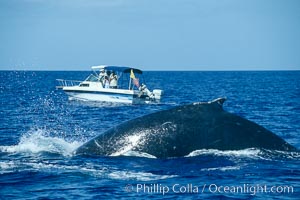 Humpback whale rounding out prior to a dive, whale research boat  (Center for Whale Studies) in background flying yellow NOAA/NMFS permit flag, Megaptera novaeangliae, Maui