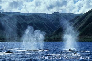 Humpback whale competitive group, surfacing and blowing.