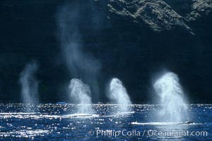 Humpback whale competitive group, surfacing and blowing, Megaptera novaeangliae, Molokai