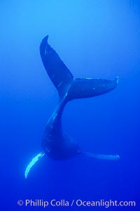 Adult male humpback whale singing, suspended motionless underwater.  Only male humpbacks have been observed singing.  All humpbacks in the North Pacific sing the same whale song each year, and the song changes slightly from one year to the next.