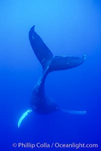 Adult male humpback whale singing, suspended motionless underwater.  Only male humpbacks have been observed singing.  All humpbacks in the North Pacific sing the same whale song each year, and the song changes slightly from one year to the next, Megaptera novaeangliae, Maui