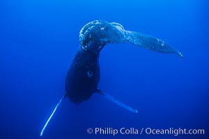 Adult male humpback whale singing, suspended motionless underwater.  Only male humpbacks have been observed singing.  All humpbacks in the North Pacific sing the same whale song each year, and the song changes slightly from one year to the next, Megaptera novaeangliae, Maui