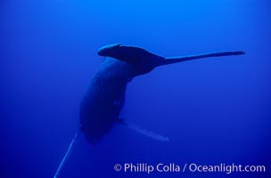 Adult male humpback whale singing, suspended motionless underwater.  Only male humpbacks have been observed singing.  All humpbacks in the North Pacific sing the same whale song each year, and the song changes slightly from one year to the next, Megaptera novaeangliae, Maui